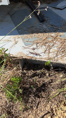 Anisomorpha buprestoides