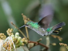 Chalybura buffonii