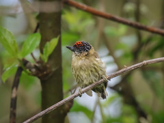 Picumnus olivaceus