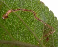 Lyonetia clerkella