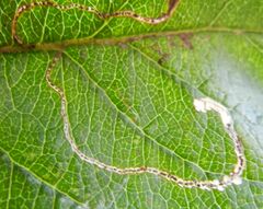 Lyonetia clerkella