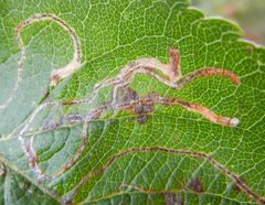 Lyonetia clerkella
