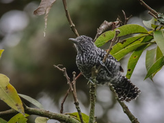 Thamnophilus multistriatus