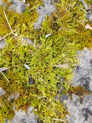 Bryum