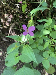 Arthrostemma ciliatum