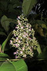 Miconia coronata