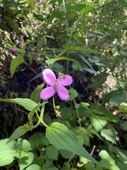 Arthrostemma ciliatum