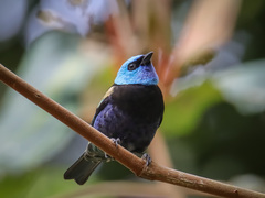 Stilpnia cyanicollis