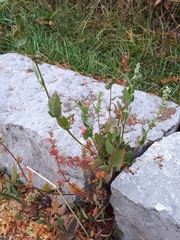 Caryophyllales