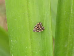 Cixiidae