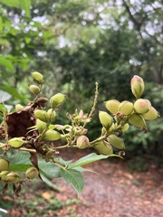 Flemingia macrophylla