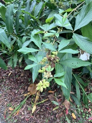 Flemingia macrophylla