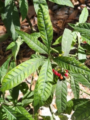 Psychotria tenuifolia