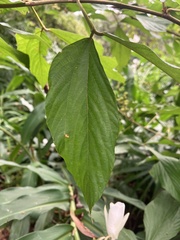 Flemingia macrophylla
