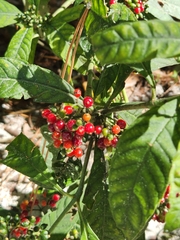 Psychotria tenuifolia
