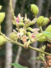 Flemingia macrophylla