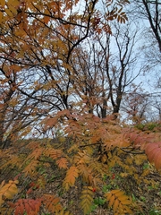 Sorbus aucuparia