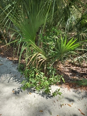 Psychotria tenuifolia