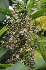 Miconia coronata