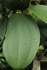Miconia coronata