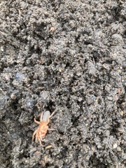 Dysdera