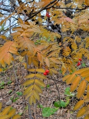 Sorbus aucuparia