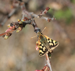 Carterocephalus argyrostigma