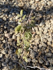 Calliandra eriophylla