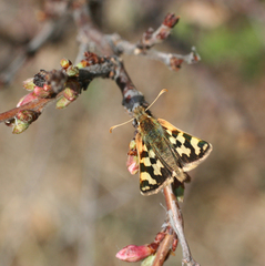 Carterocephalus argyrostigma