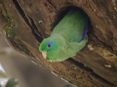 Forpus conspicillatus