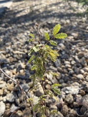 Calliandra eriophylla