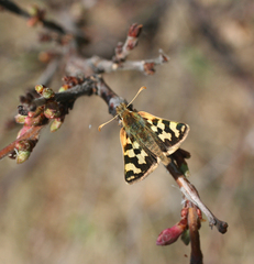 Carterocephalus argyrostigma