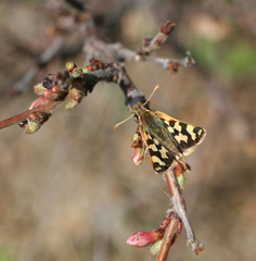 Carterocephalus argyrostigma