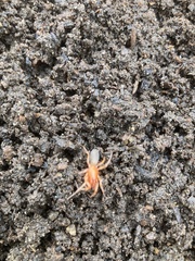 Dysdera