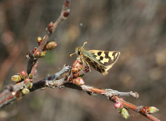 Carterocephalus argyrostigma