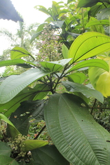 Miconia coronata