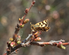Carterocephalus argyrostigma