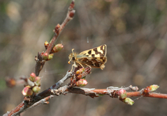 Carterocephalus argyrostigma