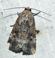 Elaphria chalcedonia