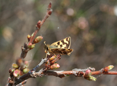 Carterocephalus argyrostigma