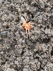 Dysdera