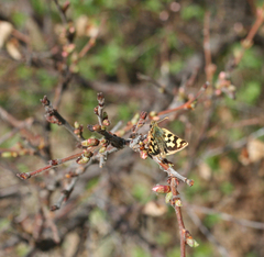 Carterocephalus argyrostigma