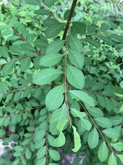 Phyllantheae
