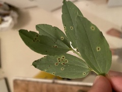 Uromyces viciae-fabae