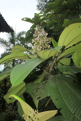 Miconia coronata