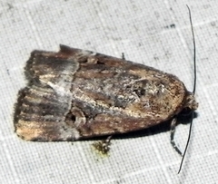 Elaphria chalcedonia