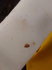 Tricolia pullus