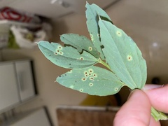Uromyces viciae-fabae