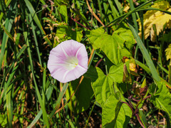Calystegia sepium spectabilis
