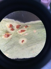 Uromyces viciae-fabae